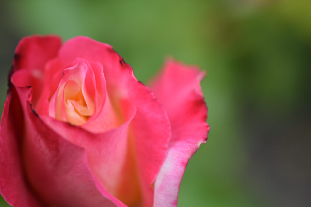 04-11-2024 - Christchurch Botanic Gardens - Flower 10