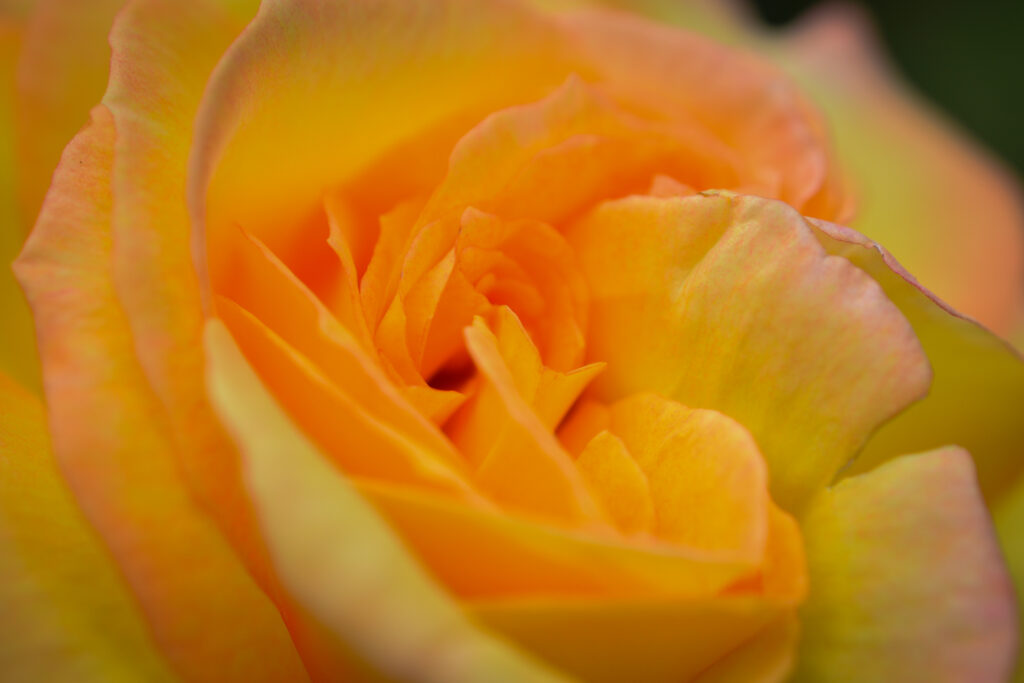 04-11-2024 - Christchurch Botanic Gardens - Peach Rose