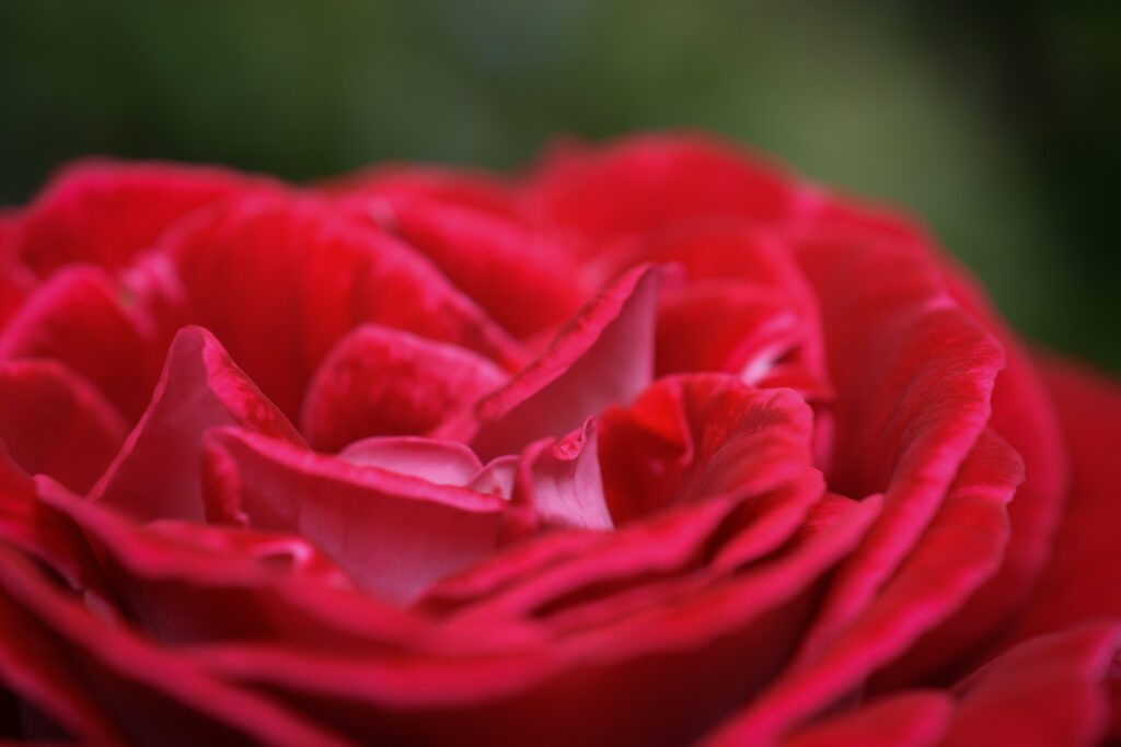 04-11-2024 - Christchurch Botanic Gardens - Red Rose
