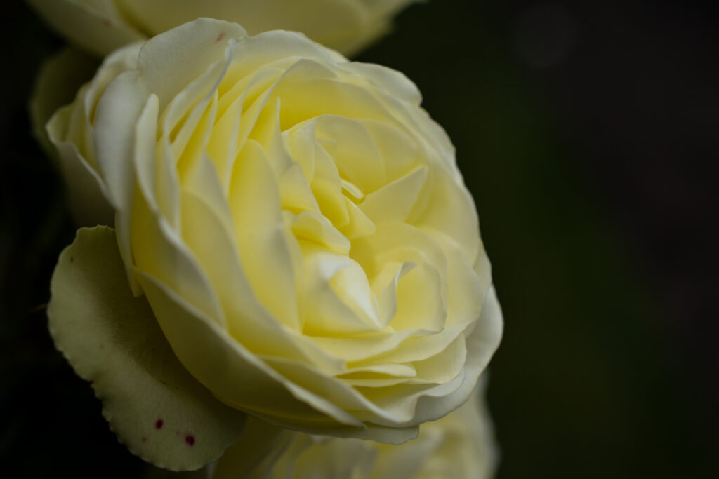 04-11-2024 - Christchurch Botanic Gardens - White Rose