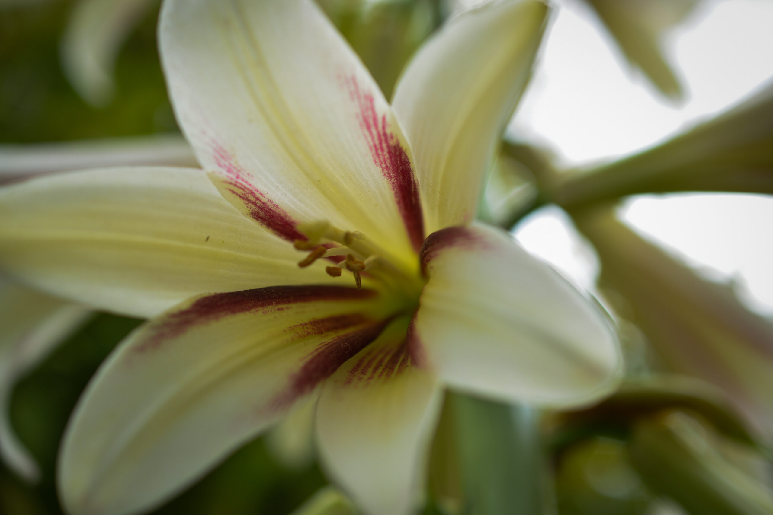 Petals & Pollinators