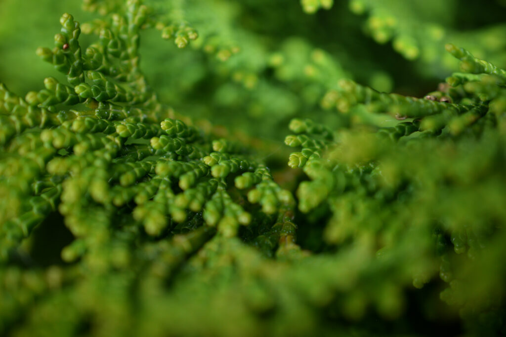 04-11-2024 - Christchurch Botanic Gardens - Plant 4