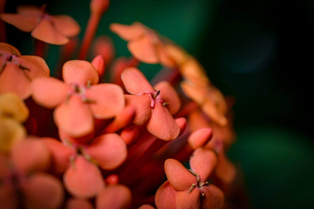04-11-2024 - Christchurch Botanic Gardens - Flower 3