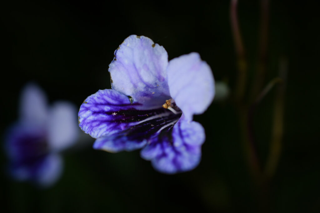 04-11-2024 - Christchurch Botanic Gardens - Flower 2