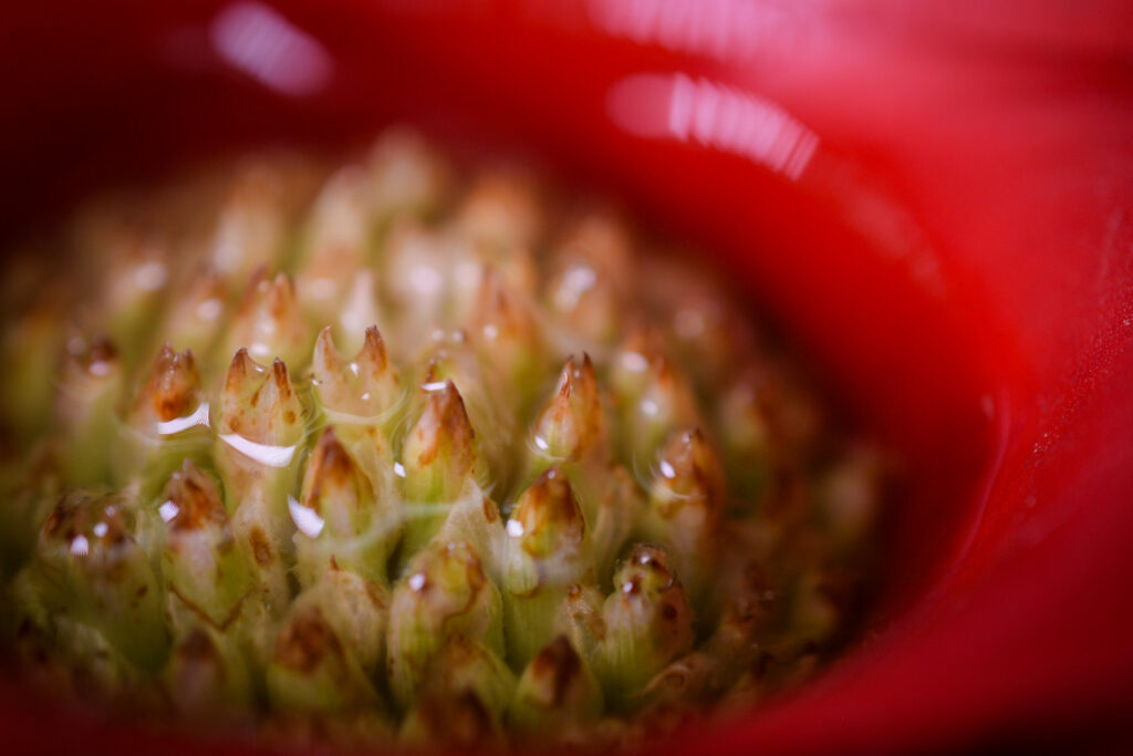 04-11-2024 - Christchurch Botanic Gardens - Plant 1