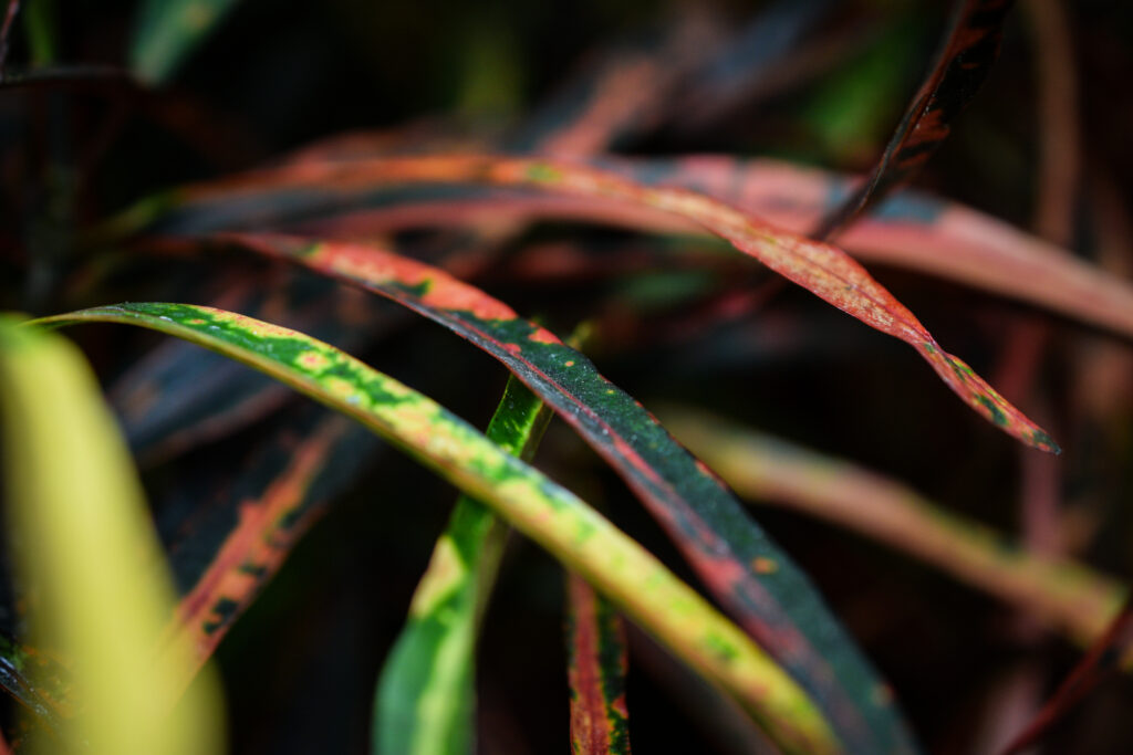 04-11-2024 - Christchurch Botanic Gardens - Plant 2