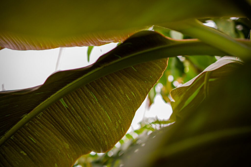 04-11-2024 - Christchurch Botanic Gardens - Plant 3