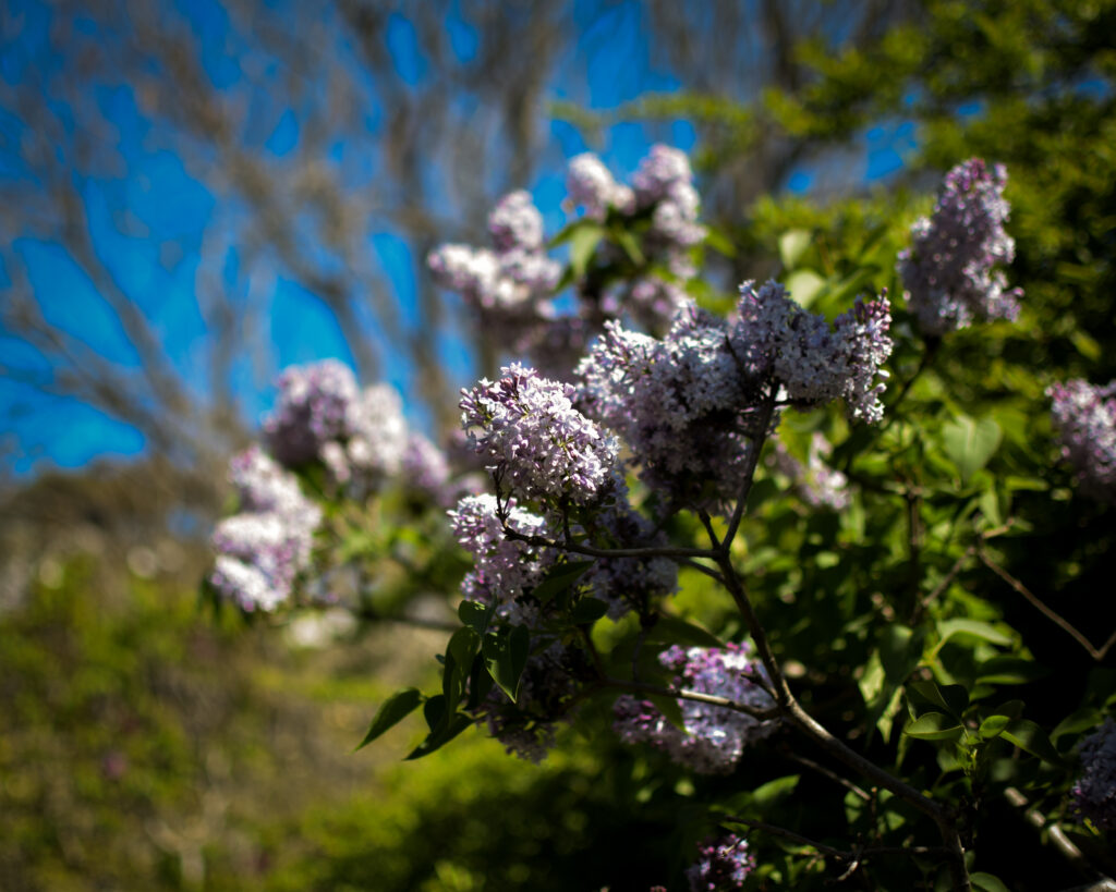 04-11-2024 - Christchurch Botanic Gardens - Flower 5