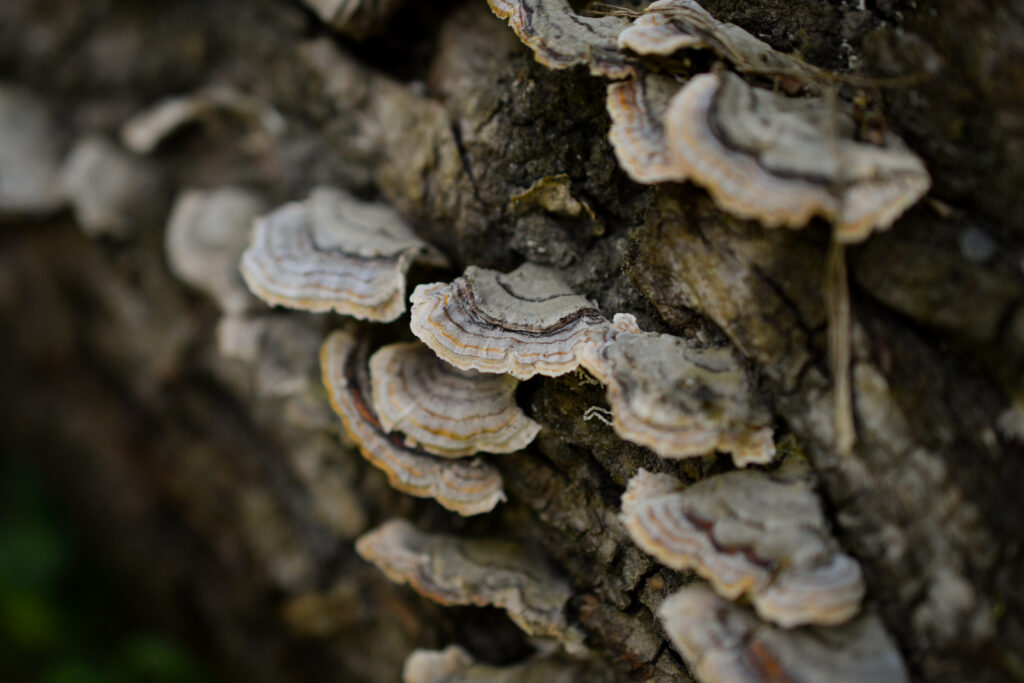 04-10-2025 - McHughs Forest Park - Fungi 2