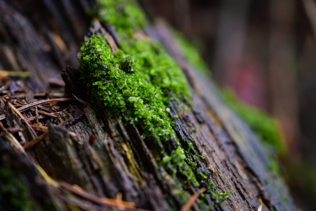 04-10-25 - McHughs Forest Park - Moss