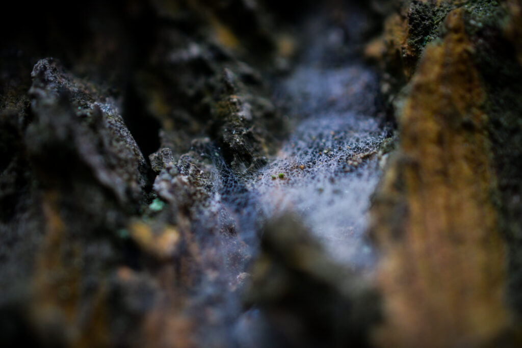 04-10-25 - McHughs Forest Park - Web