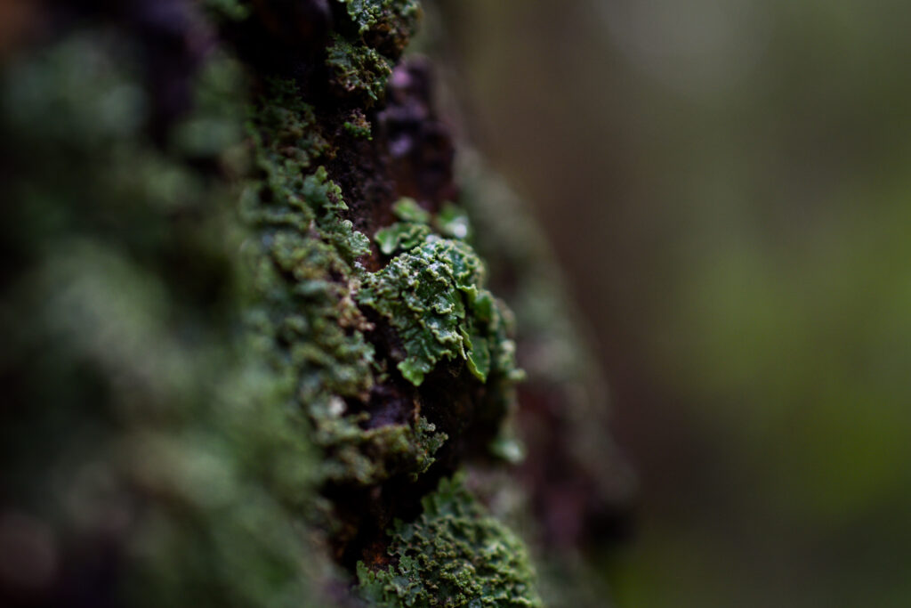 04-10-25 - McHughs Forest Park - Moss 2