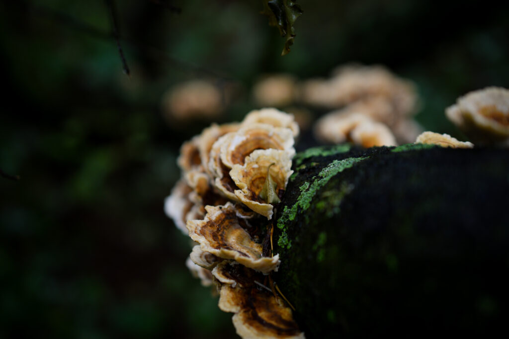 04-10-2025 - McHughs Forest Park - Fungi 3