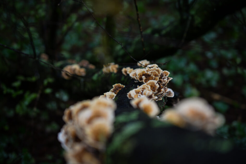 04-10-2025 - McHughs Forest Park - Fungi 1