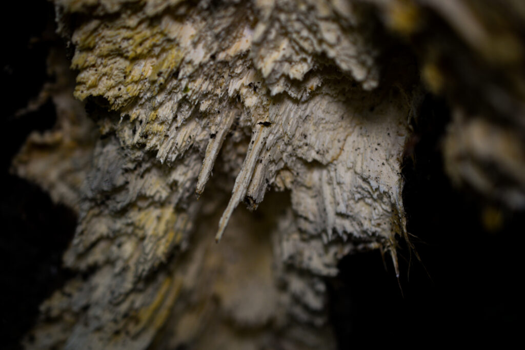 04-10-2025 - McHughs Forest Park - Fungi 4