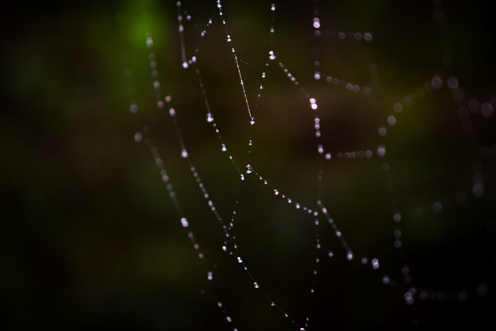 04-10-2025 - McHughs Forest Park - Forest 3