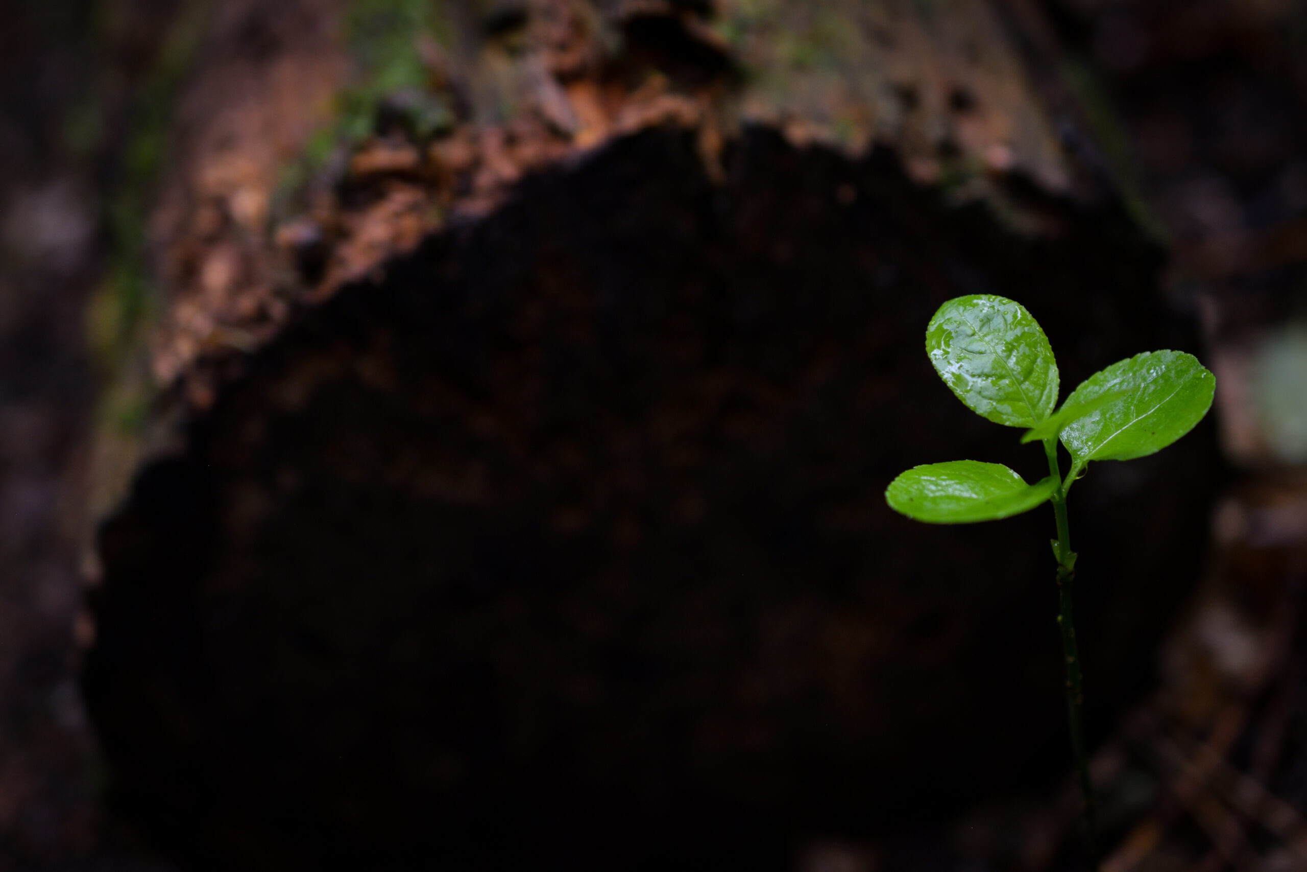 Strange and Wonderful