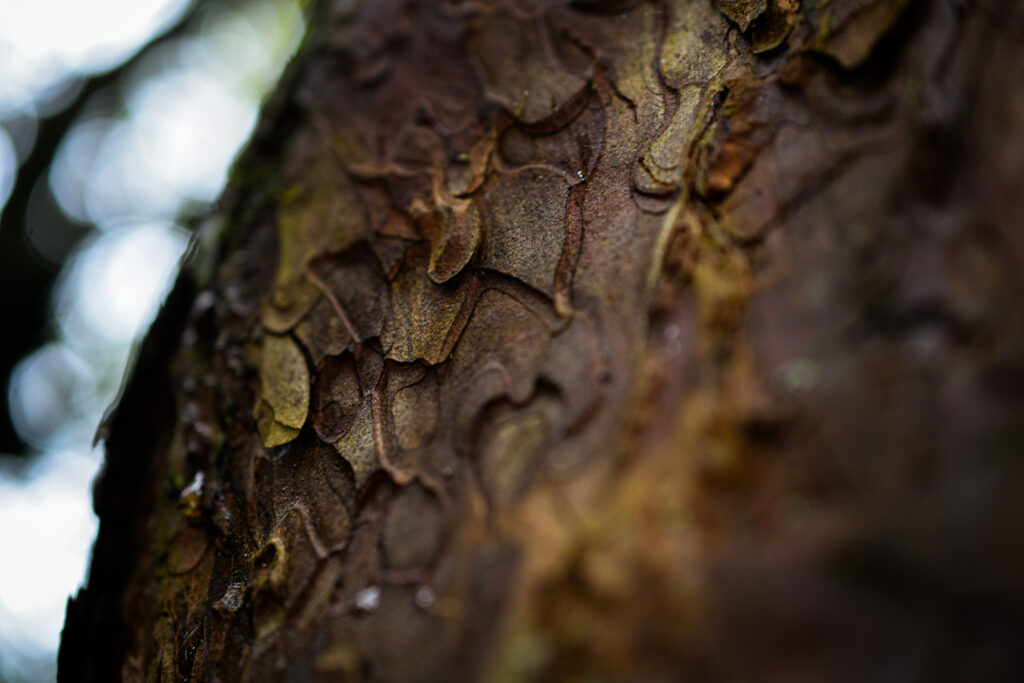 04-10-25 - McHughs Forest Park - Bark