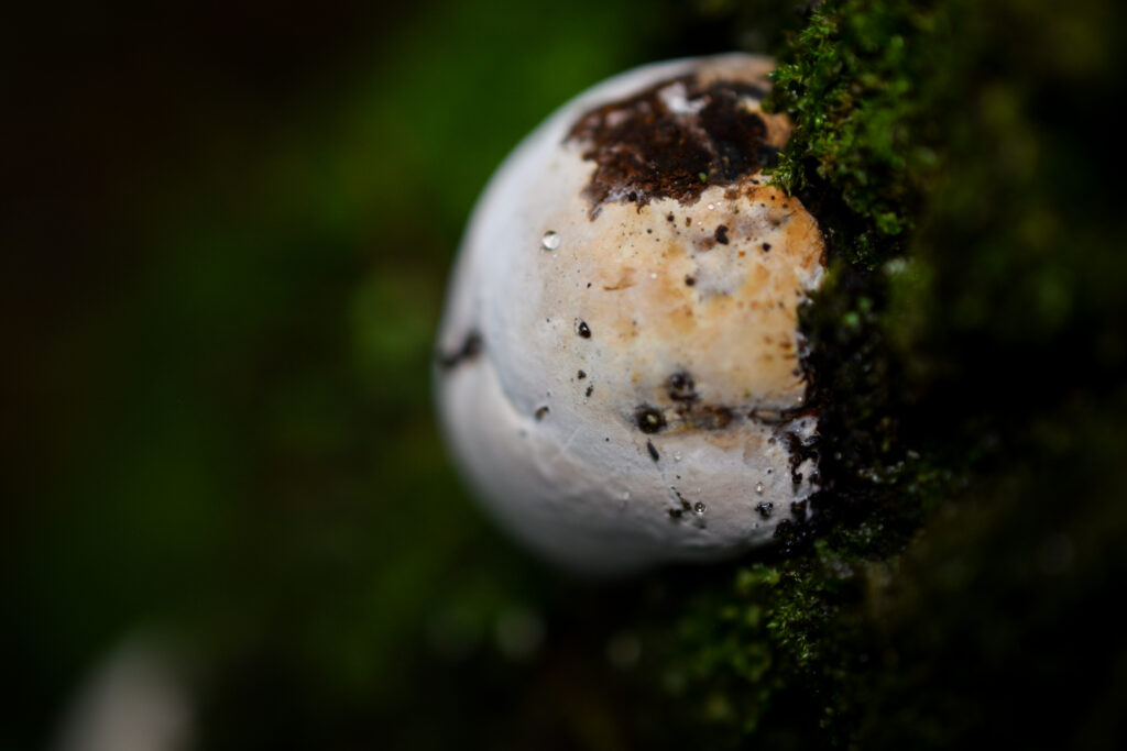 04-10-2025 - McHughs Forest Park - Fungi 5