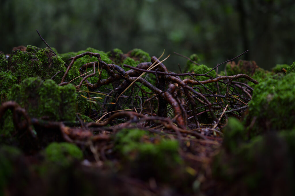 04-10-2025 - McHughs Forest Park - Forest