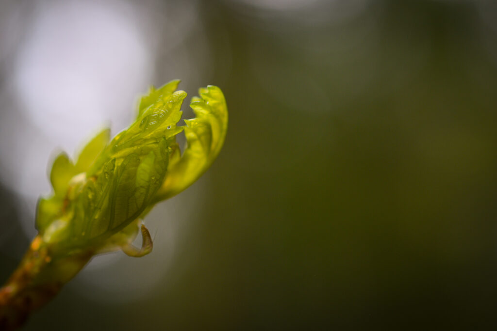 04-11-2024 - Christchurch Botanic Gardens - Plant 5