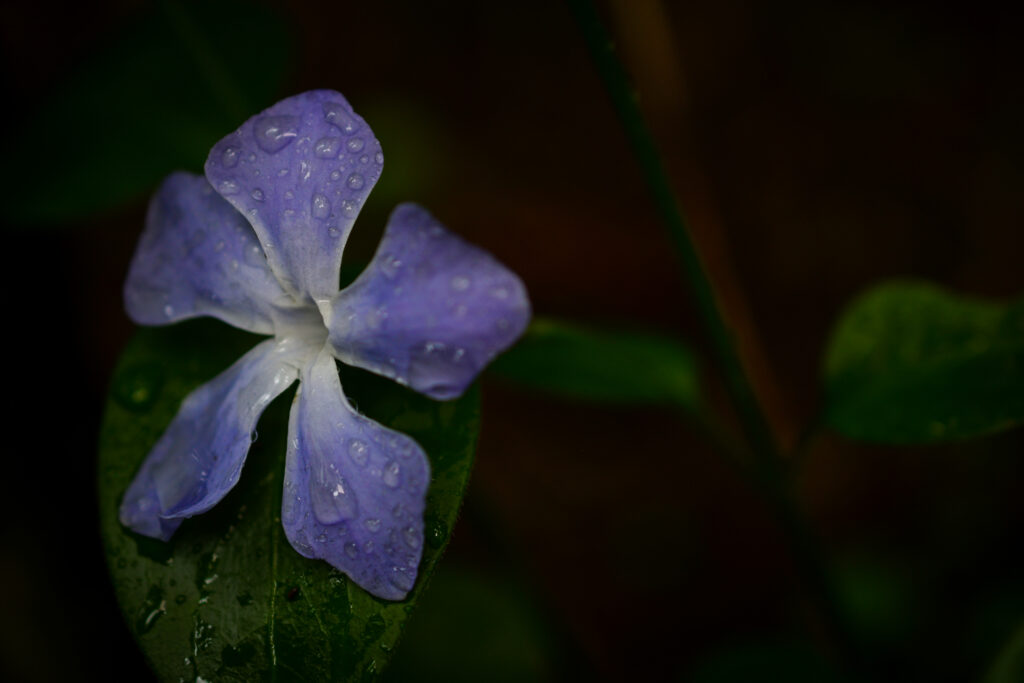 04-11-2024 - Christchurch Botanic Gardens - Plant 6