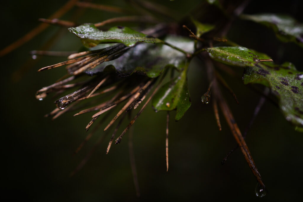 04-11-2024 - Christchurch Botanic Gardens - Plant 7