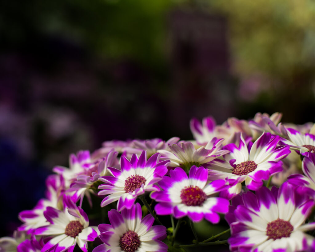 04-11-2024 - Christchurch Botanic Gardens - Flower 7