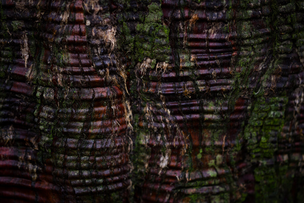 04-10-25 - McHughs Forest Park - Wood Grain