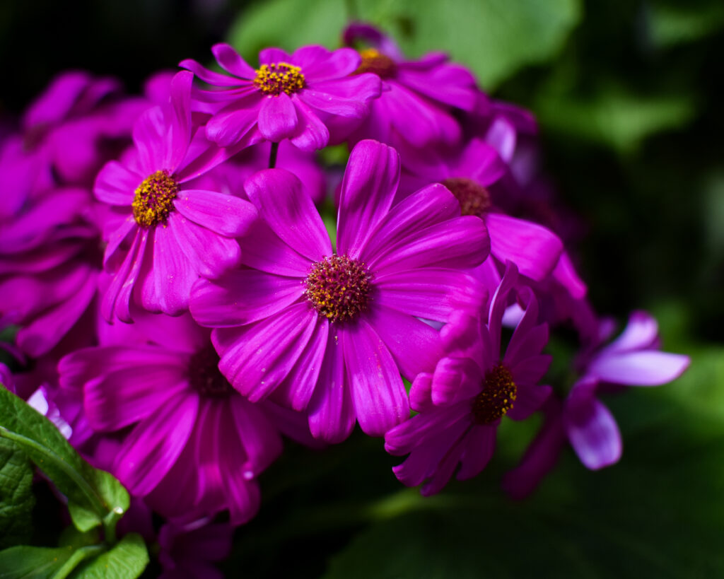 04-11-2024 - Christchurch Botanic Gardens - Flower 8