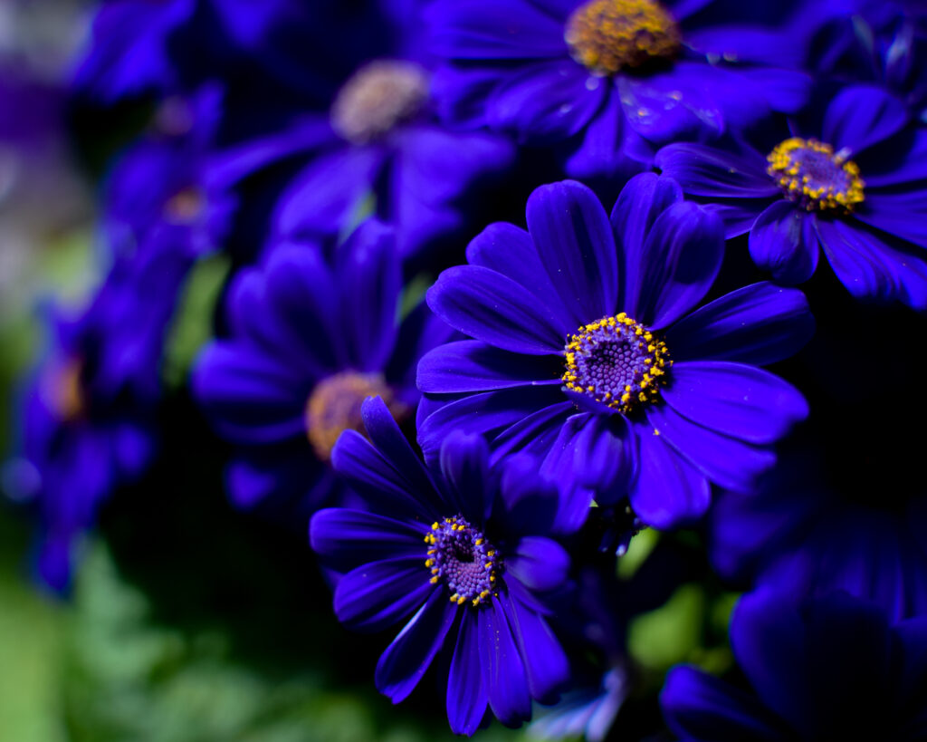 04-11-2024 - Christchurch Botanic Gardens - Flower 9
