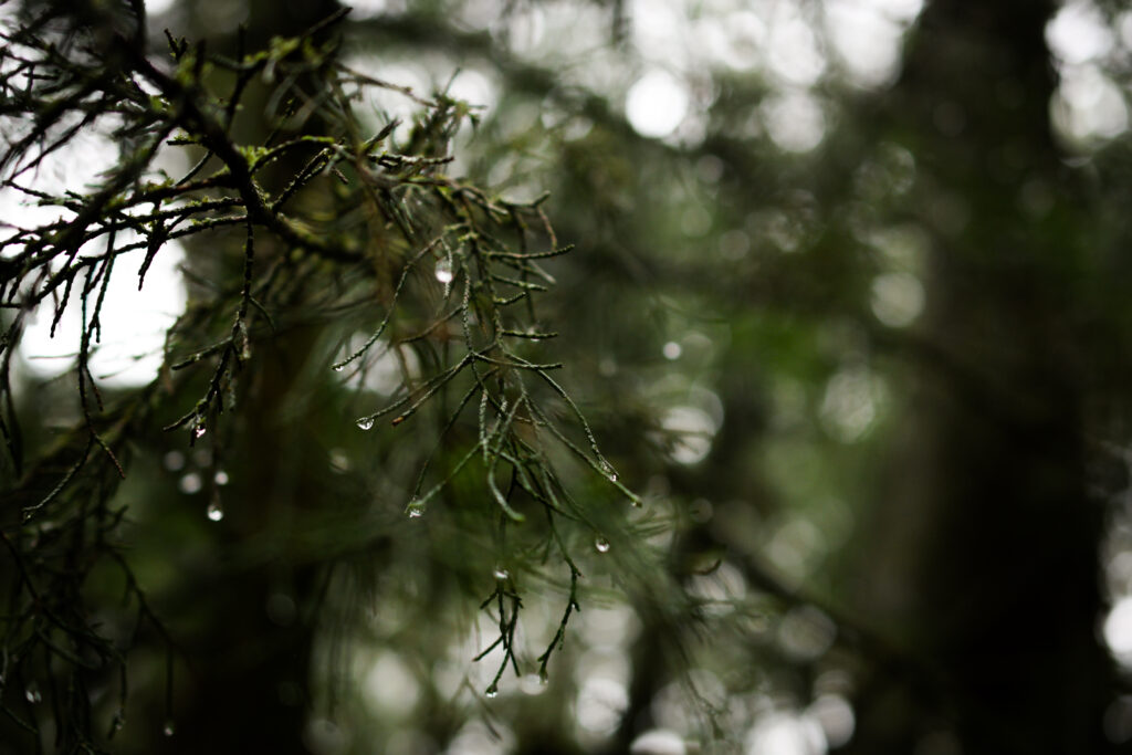 04-10-2025 - McHughs Forest Park - Forest 2